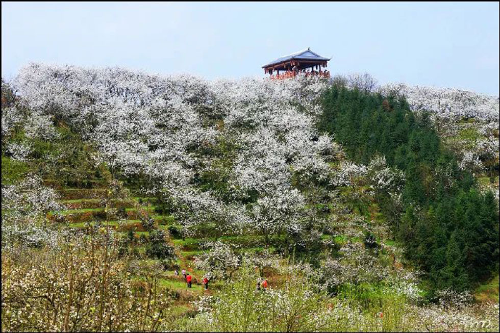 【春天，广西桂林灌阳县向您发出邀请！】我们在灌阳看梨花 - 游山玩水 - 来宾生活社区 - 来宾28生活网 lb.28life.net