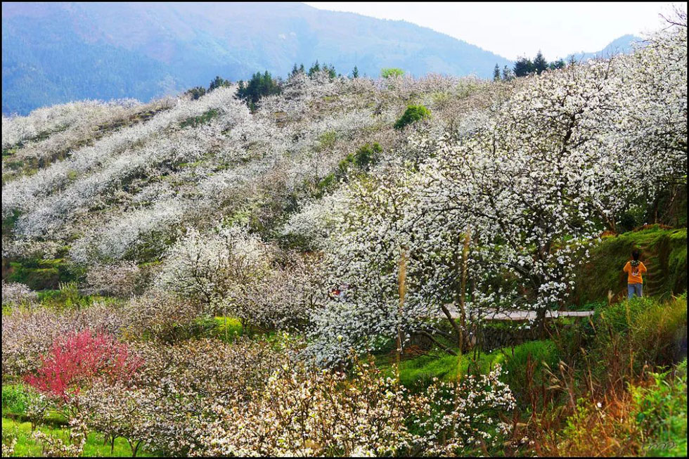 【春天，广西桂林灌阳县向您发出邀请！】我们在灌阳看梨花 - 游山玩水 - 来宾生活社区 - 来宾28生活网 lb.28life.net