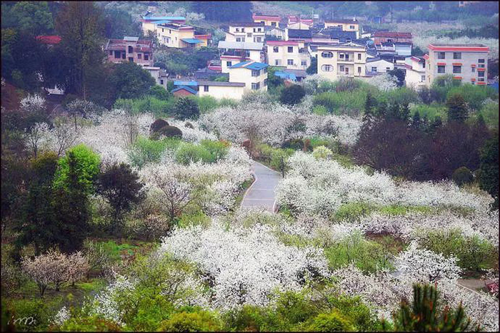 【春天，广西桂林灌阳县向您发出邀请！】我们在灌阳看梨花 - 游山玩水 - 来宾生活社区 - 来宾28生活网 lb.28life.net