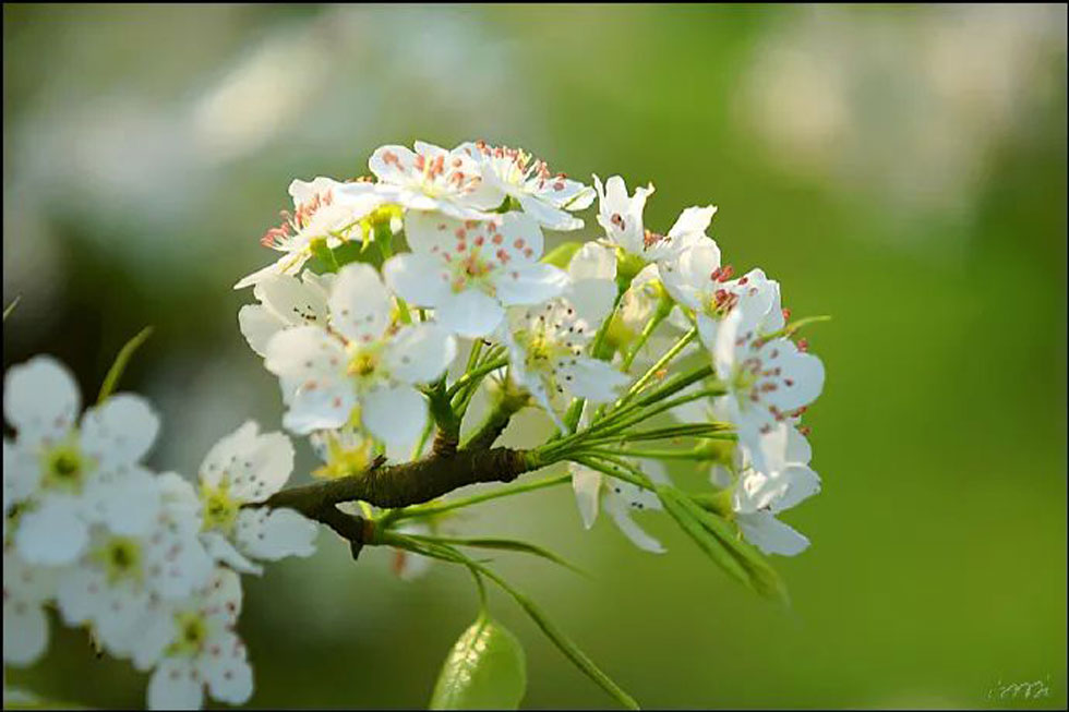 【春天，广西桂林灌阳县向您发出邀请！】我们在灌阳看梨花 - 游山玩水 - 来宾生活社区 - 来宾28生活网 lb.28life.net