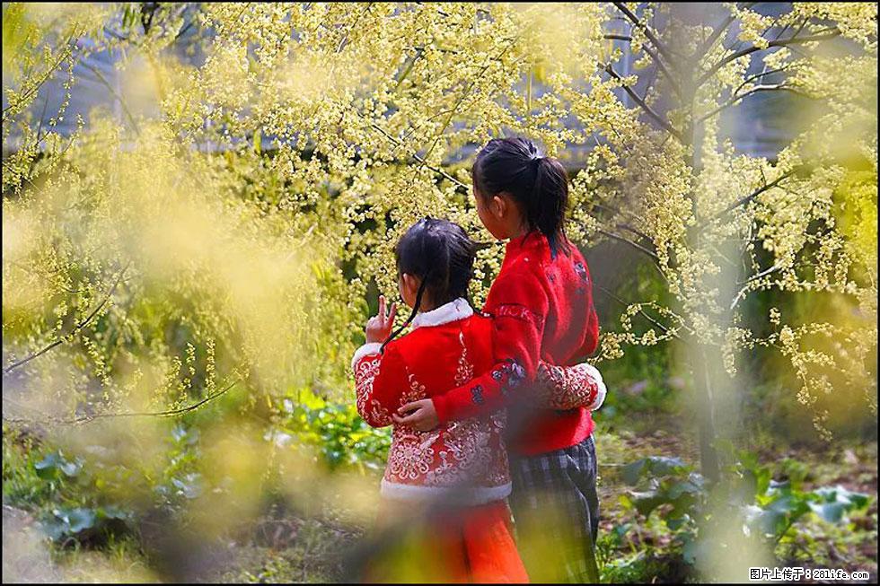 【春天，广西桂林灌阳县向您发出邀请！】米珠山前有片山苍子花在飘香 - 游山玩水 - 来宾生活社区 - 来宾28生活网 lb.28life.net