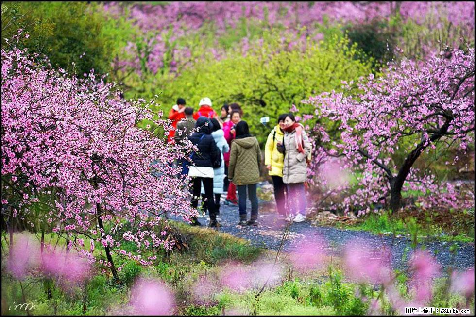 【春天，广西桂林灌阳县向您发出邀请！】官庄村有个醉美的桃花园 - 游山玩水 - 来宾生活社区 - 来宾28生活网 lb.28life.net