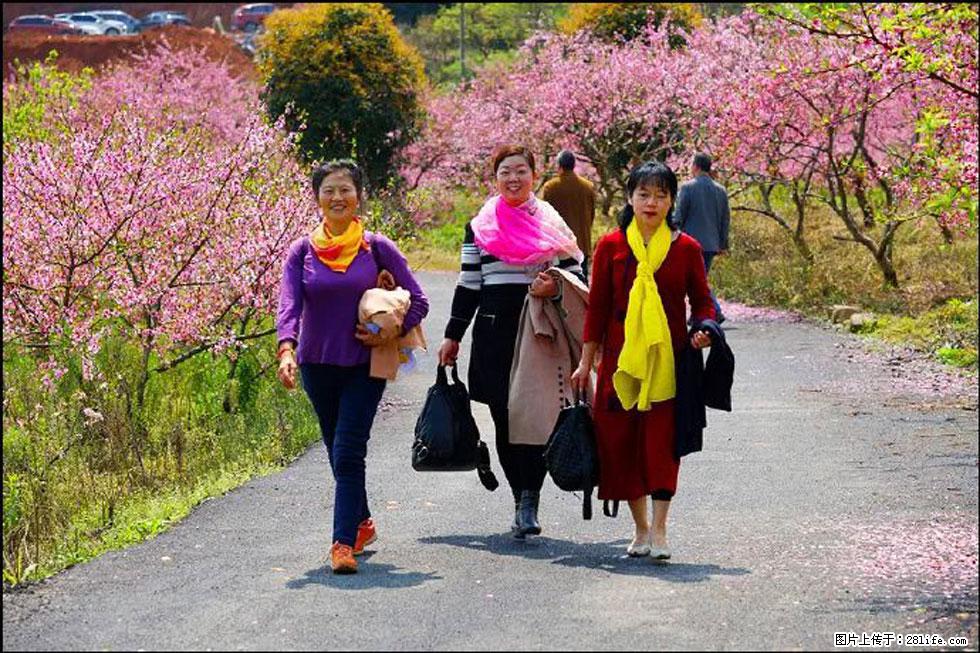 【春天，广西桂林灌阳县向您发出邀请！】官庄村有个醉美的桃花园 - 游山玩水 - 来宾生活社区 - 来宾28生活网 lb.28life.net