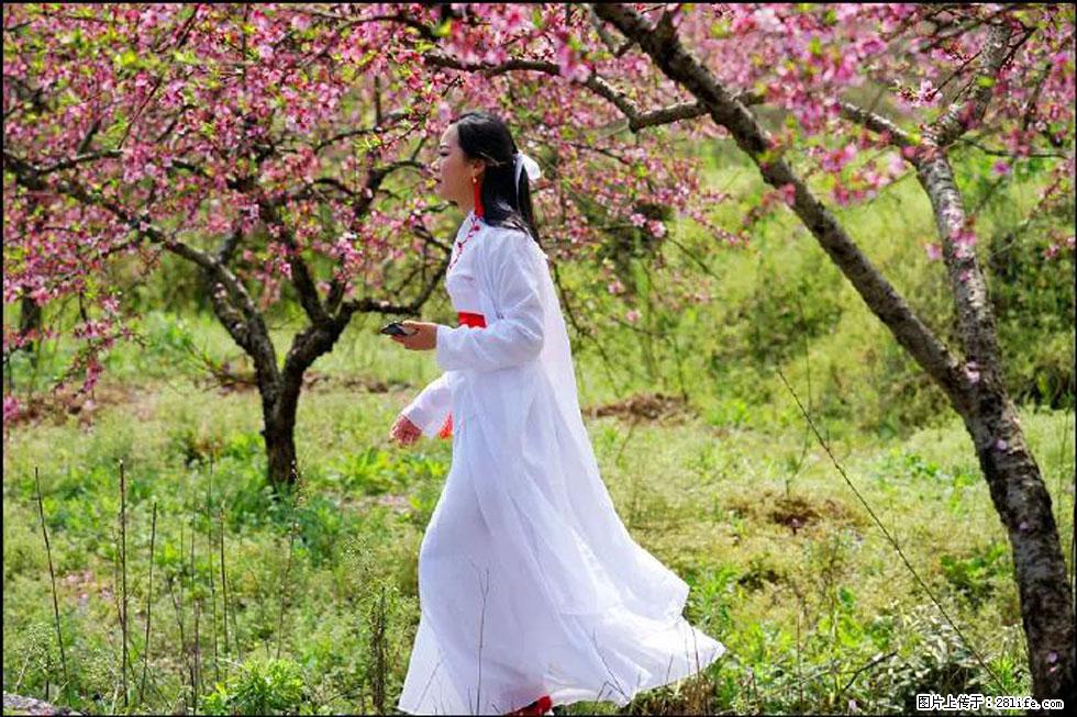【春天，广西桂林灌阳县向您发出邀请！】官庄村有个醉美的桃花园 - 游山玩水 - 来宾生活社区 - 来宾28生活网 lb.28life.net