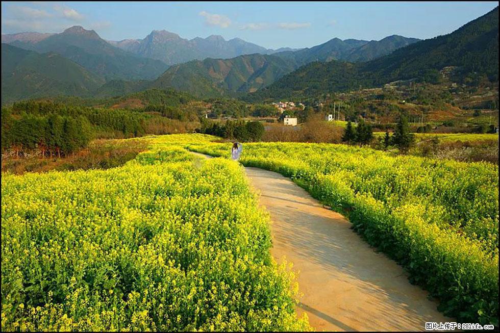 【春天，广西桂林灌阳县向您发出邀请！】长坪村油菜盛情花开 - 游山玩水 - 来宾生活社区 - 来宾28生活网 lb.28life.net