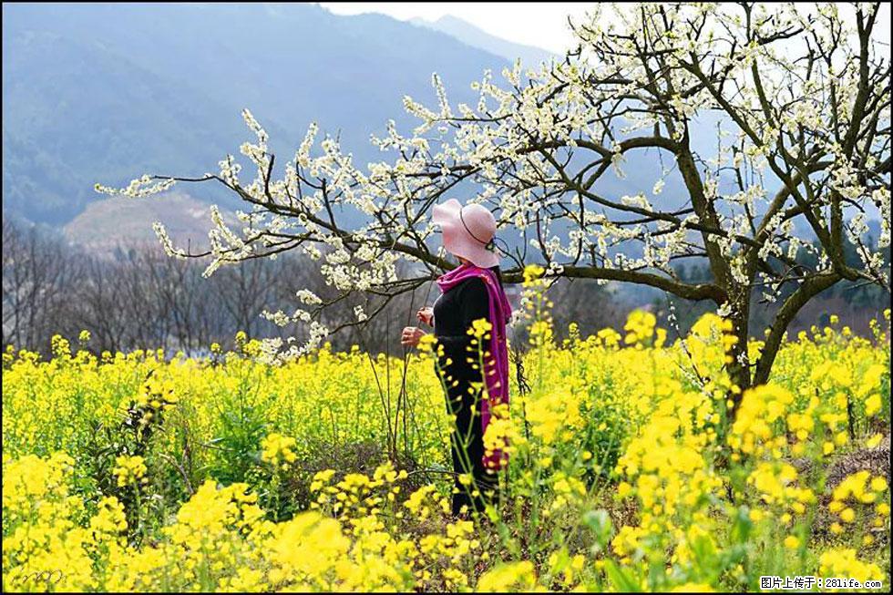 【春天，广西桂林灌阳县向您发出邀请！】长坪村油菜盛情花开 - 游山玩水 - 来宾生活社区 - 来宾28生活网 lb.28life.net