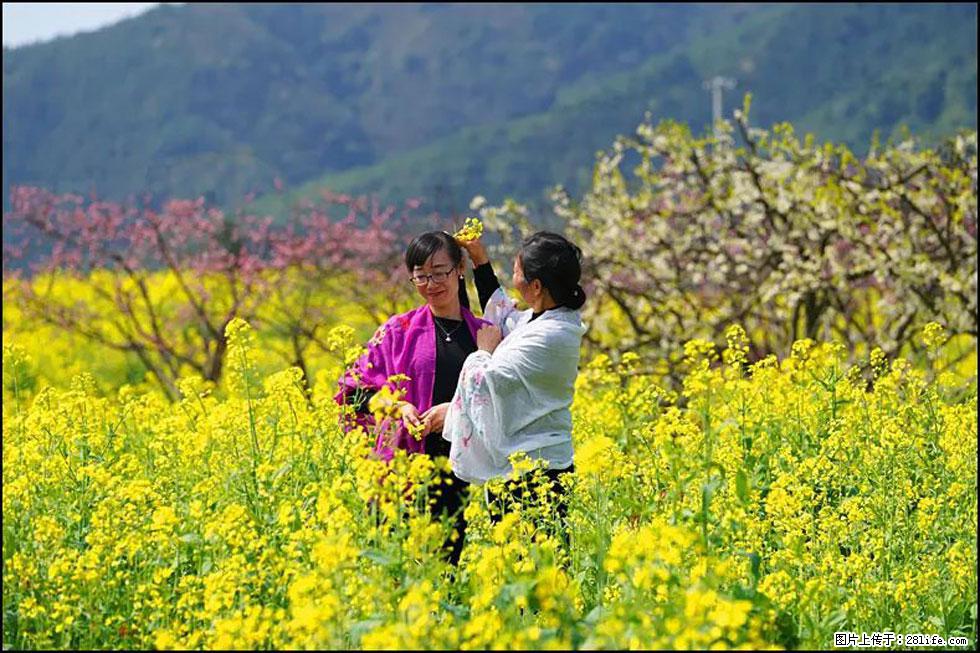 【春天，广西桂林灌阳县向您发出邀请！】长坪村油菜盛情花开 - 游山玩水 - 来宾生活社区 - 来宾28生活网 lb.28life.net