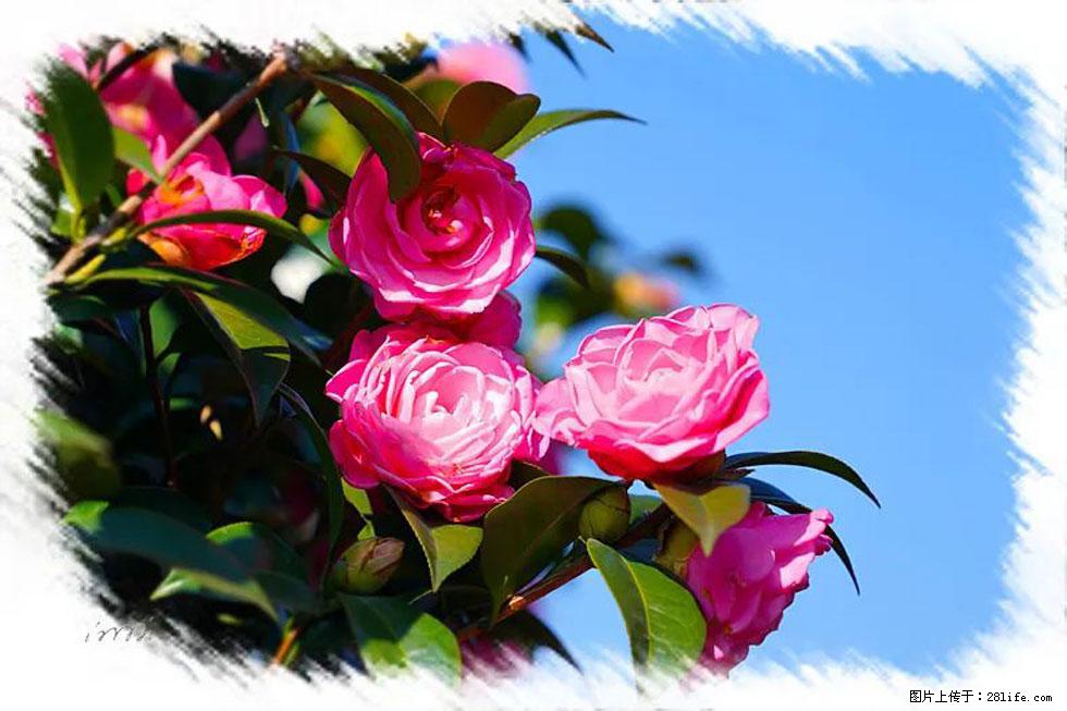 【春天，广西桂林灌阳县向您发出邀请！】杨柳井茶花惹人爱 - 游山玩水 - 来宾生活社区 - 来宾28生活网 lb.28life.net