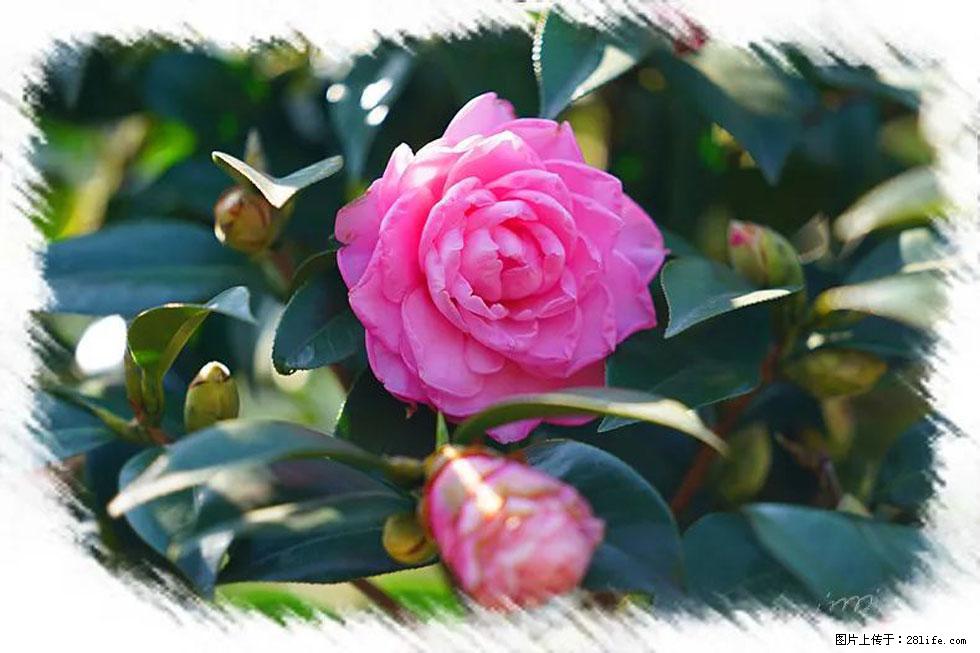 【春天，广西桂林灌阳县向您发出邀请！】杨柳井茶花惹人爱 - 游山玩水 - 来宾生活社区 - 来宾28生活网 lb.28life.net