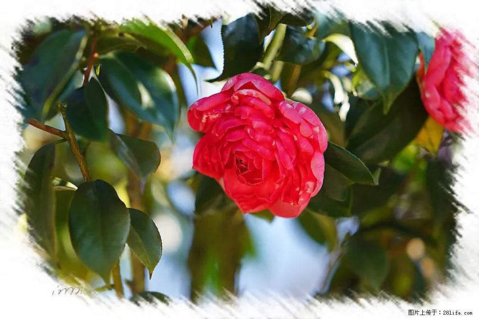 【春天，广西桂林灌阳县向您发出邀请！】杨柳井茶花惹人爱 - 游山玩水 - 来宾生活社区 - 来宾28生活网 lb.28life.net