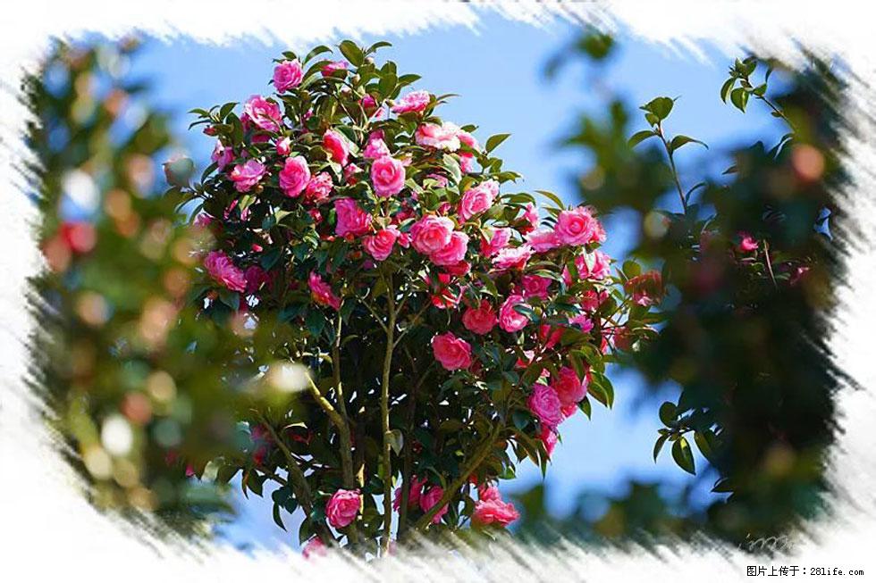 【春天，广西桂林灌阳县向您发出邀请！】杨柳井茶花惹人爱 - 游山玩水 - 来宾生活社区 - 来宾28生活网 lb.28life.net