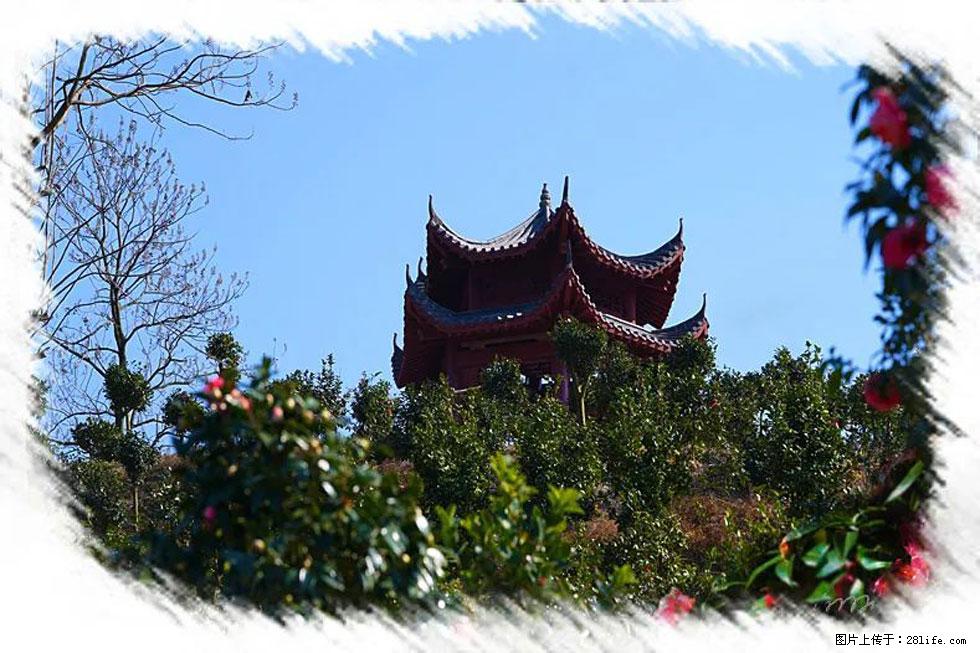 【春天，广西桂林灌阳县向您发出邀请！】杨柳井茶花惹人爱 - 游山玩水 - 来宾生活社区 - 来宾28生活网 lb.28life.net