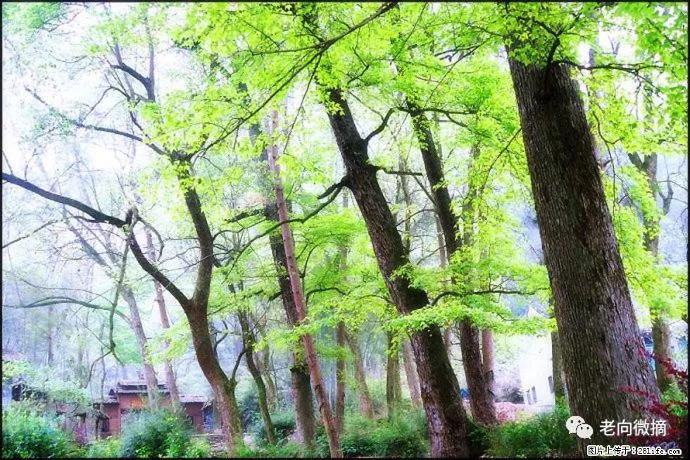 【春天,广西桂林灌阳县向您发出邀请!】在小龙村与春天约会 - 游山玩水 - 来宾生活社区 - 来宾28生活网 lb.28life.net