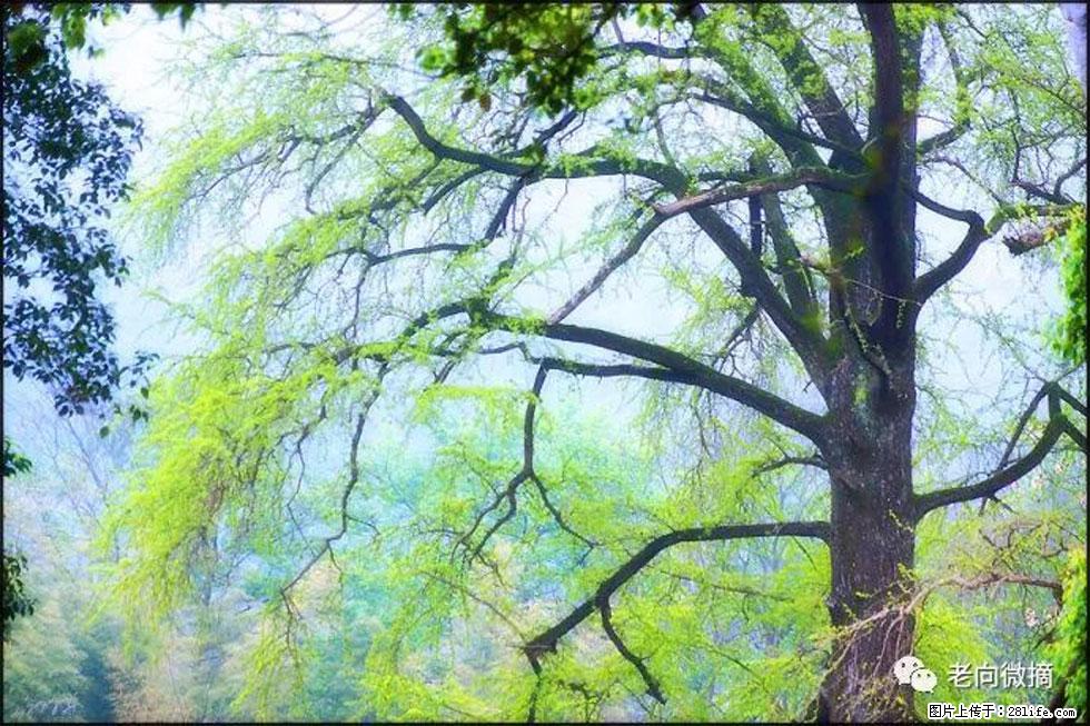 【春天,广西桂林灌阳县向您发出邀请!】在小龙村与春天约会 - 游山玩水 - 来宾生活社区 - 来宾28生活网 lb.28life.net