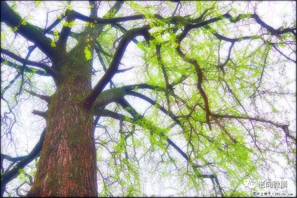 【春天,广西桂林灌阳县向您发出邀请!】在小龙村与春天约会 - 游山玩水 - 来宾生活社区 - 来宾28生活网 lb.28life.net