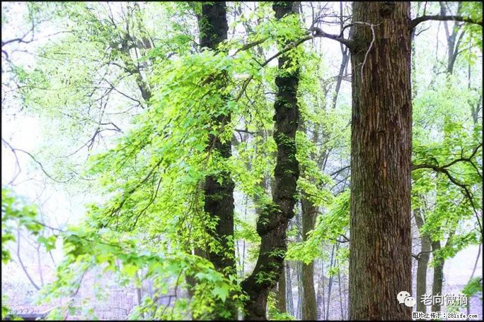 【春天,广西桂林灌阳县向您发出邀请!】在小龙村与春天约会 - 游山玩水 - 来宾生活社区 - 来宾28生活网 lb.28life.net