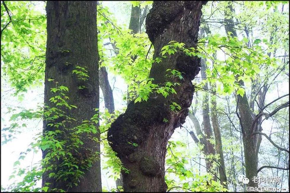 【春天,广西桂林灌阳县向您发出邀请!】在小龙村与春天约会 - 游山玩水 - 来宾生活社区 - 来宾28生活网 lb.28life.net