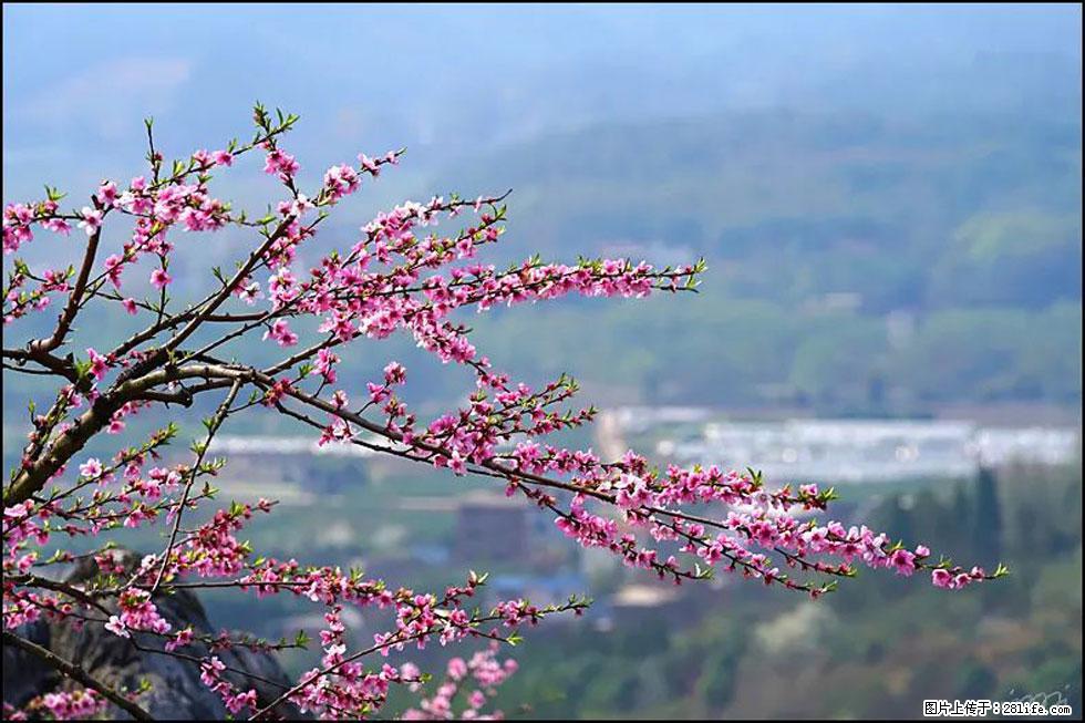 【春天，广西桂林灌阳县向您发出邀请！】望月岭上桃花开 - 游山玩水 - 来宾生活社区 - 来宾28生活网 lb.28life.net