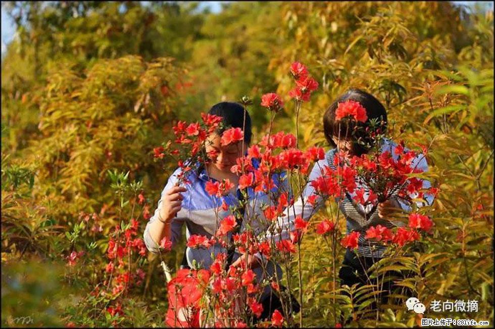 【春天，广西桂林灌阳县向您发出邀请！】登麒麟山，相约映山红 - 游山玩水 - 来宾生活社区 - 来宾28生活网 lb.28life.net