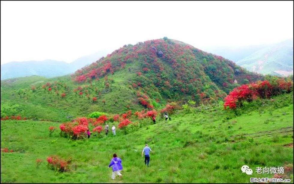 【春天，广西桂林灌阳县向您发出邀请！】宝盖山上映山红 - 游山玩水 - 来宾生活社区 - 来宾28生活网 lb.28life.net