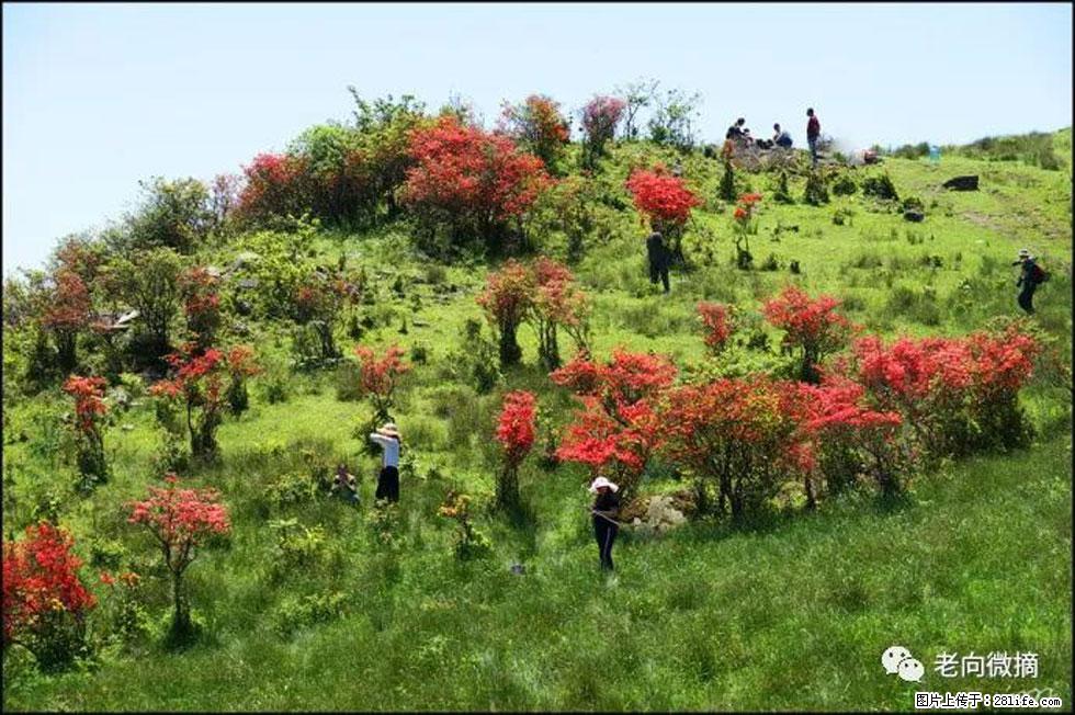 【春天，广西桂林灌阳县向您发出邀请！】宝盖山上映山红 - 游山玩水 - 来宾生活社区 - 来宾28生活网 lb.28life.net