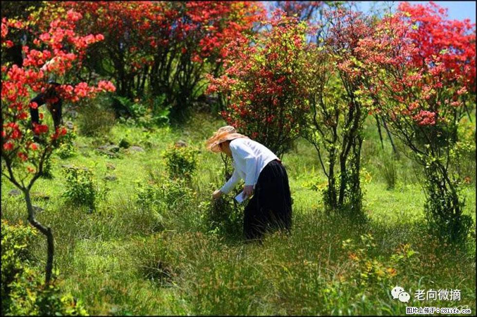 【春天，广西桂林灌阳县向您发出邀请！】宝盖山上映山红 - 游山玩水 - 来宾生活社区 - 来宾28生活网 lb.28life.net