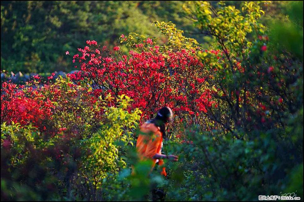 【春天，广西桂林灌阳县向您发出邀请！】春木界上映山红 - 游山玩水 - 来宾生活社区 - 来宾28生活网 lb.28life.net