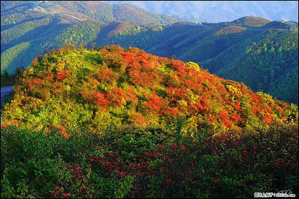 【春天，广西桂林灌阳县向您发出邀请！】春木界上映山红 - 游山玩水 - 来宾生活社区 - 来宾28生活网 lb.28life.net