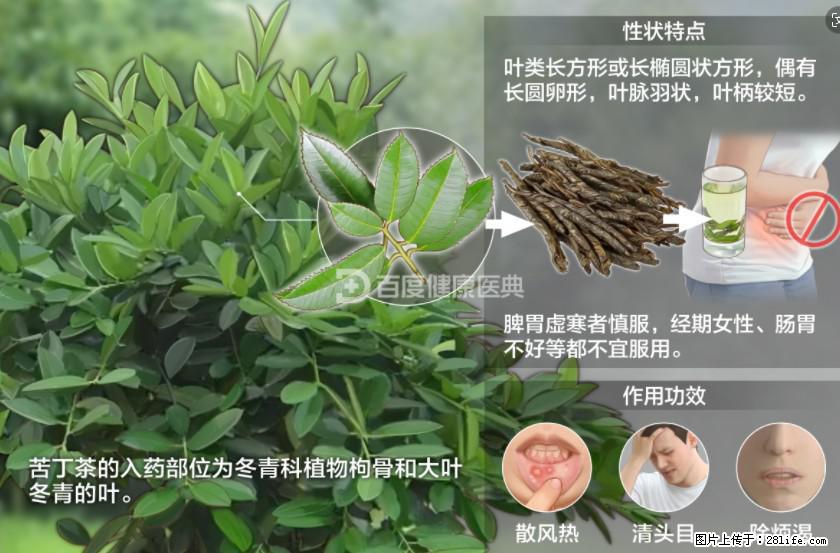 苦丁茶有哪些功效和作用 - 生活百科 - 来宾生活社区 - 来宾28生活网 lb.28life.net