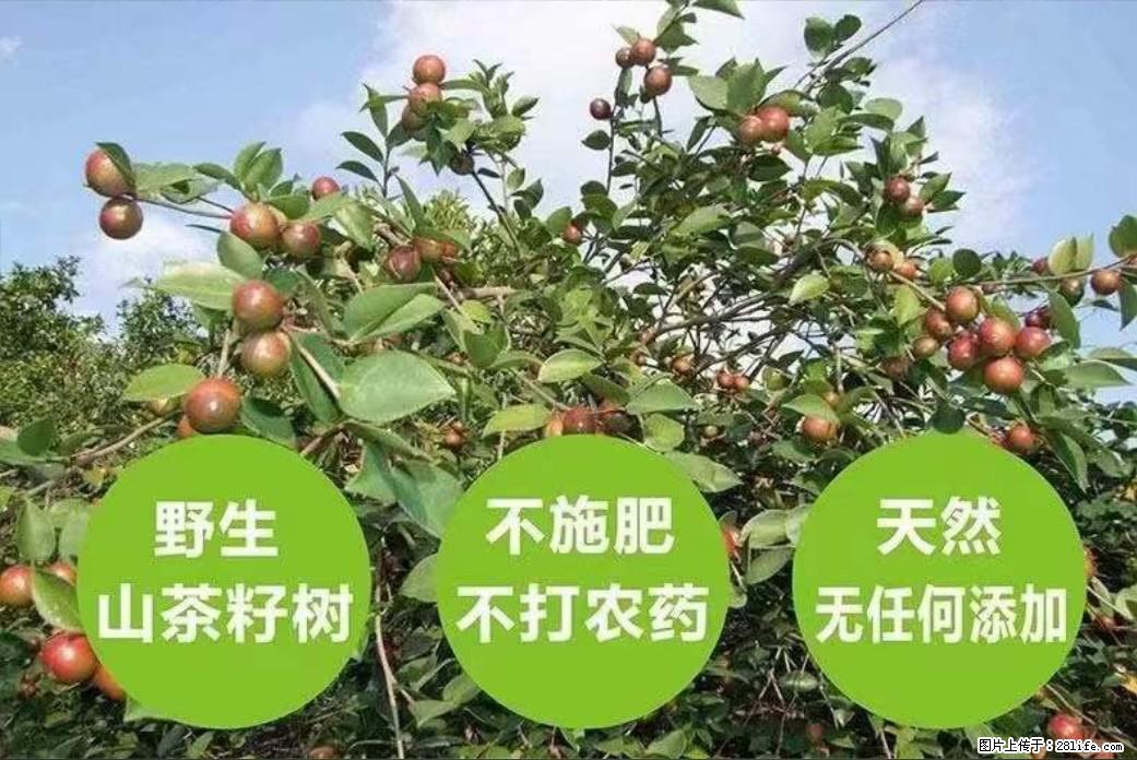 【灌阳县油茶产业示范区】一个有着充实的精神生活的人，对待身外之物自会有一种淡泊的态度 - 美食天地 - 来宾生活社区 - 来宾28生活网 lb.28life.net