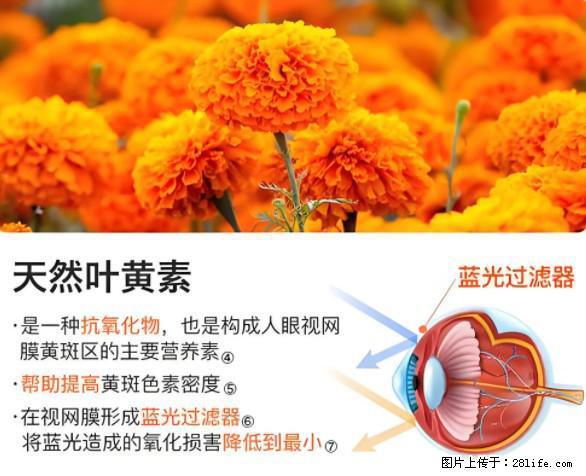 叶黄素有什么功效和作用 - 生活百科 - 来宾生活社区 - 来宾28生活网 lb.28life.net