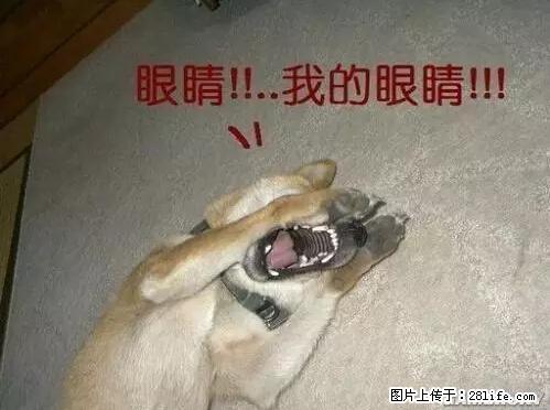 笑癫了！一女的怀孕三年未生，他终于忍不住了... - 娱乐八卦 - 来宾生活社区 - 来宾28生活网 lb.28life.net