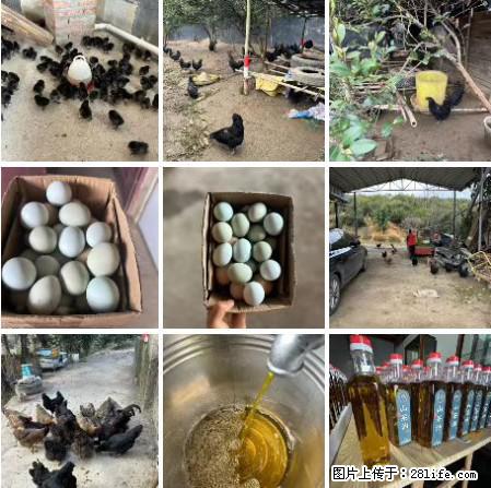油茶园从小鸡仔开始养起的纯土鸡、土鸡蛋可以预定啦！还有前几天刚榨的纯山茶油哦 - 土特产 - 饮食特产 - 来宾分类信息 - 来宾28生活网 lb.28life.net