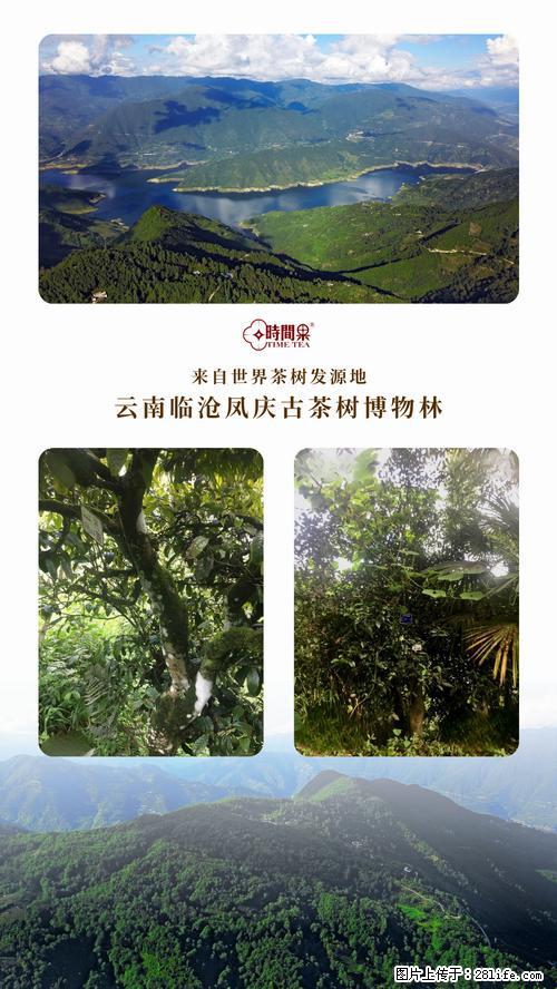 时间果百年古树2025年春红茶 - 购物交流 - 来宾生活社区 - 来宾28生活网 lb.28life.net