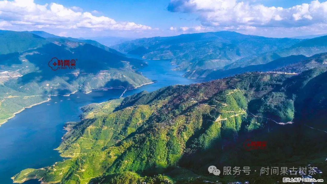 时间果百年古树龙珠普洱生茶 - 购物交流 - 来宾生活社区 - 来宾28生活网 lb.28life.net