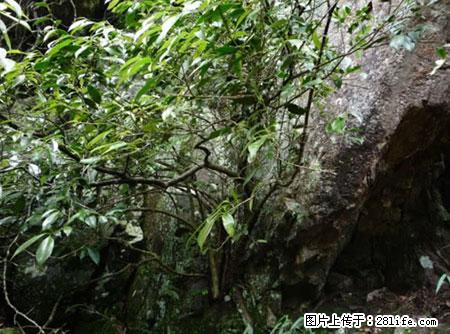 平乐石崖茶，珍贵仅次于金花茶 - 来宾生活资讯 - 来宾28生活网 lb.28life.net