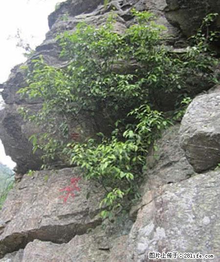 平乐石崖茶，珍贵仅次于金花茶 - 来宾生活资讯 - 来宾28生活网 lb.28life.net
