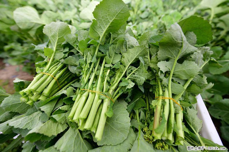 这些蔬菜是“天然钙片”，这6种被医生重点推荐 - 来宾生活资讯 - 来宾28生活网 lb.28life.net
